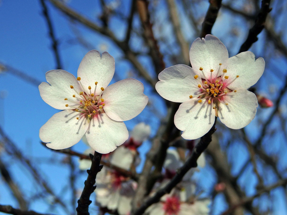 Mandloň obecná (Prunus dulcis (Mill.) D. A. Webb)