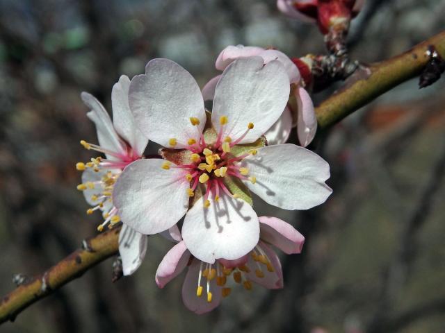 Mandloň obecná (Prunus dulcis (Mill.) D. A. Webb)