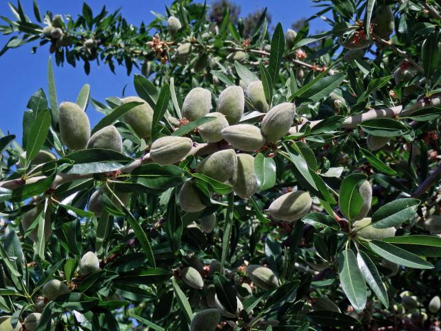 Mandloň obecná (Prunus dulcis (Mill.) D. A. Webb)