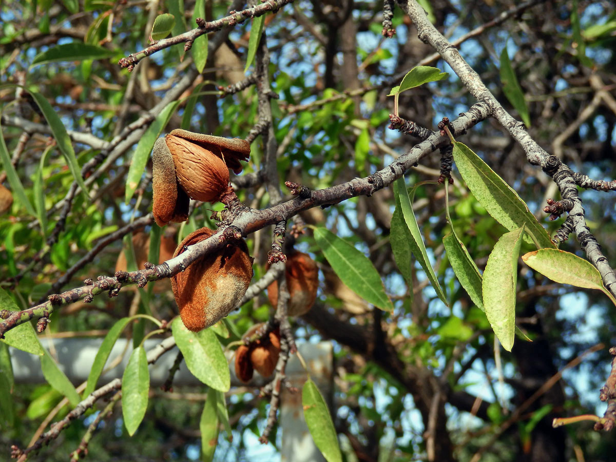 Mandloň obecná (Prunus dulcis (Mill.) D. A. Webb)