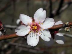 Mandloň obecná (Prunus dulcis (Mill.) D. A. Webb) - šestičetný květ