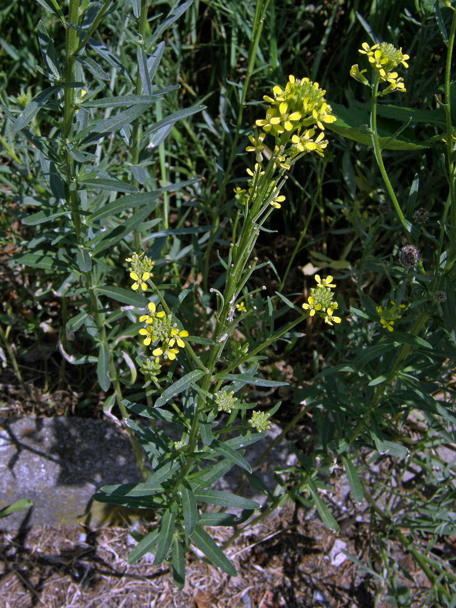 Trýzel tvrdý (Erysimum durum J. Presl & C. Presl)