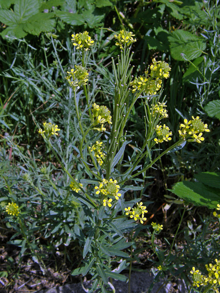 Trýzel tvrdý (Erysimum durum J. Presl & C. Presl)