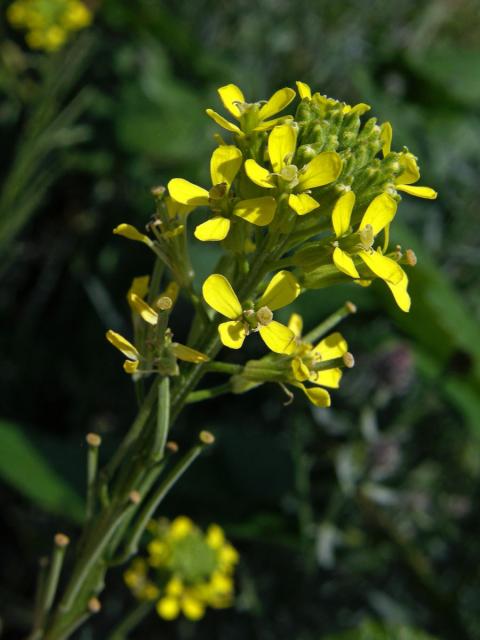 Trýzel tvrdý (Erysimum durum J. Presl & C. Presl)