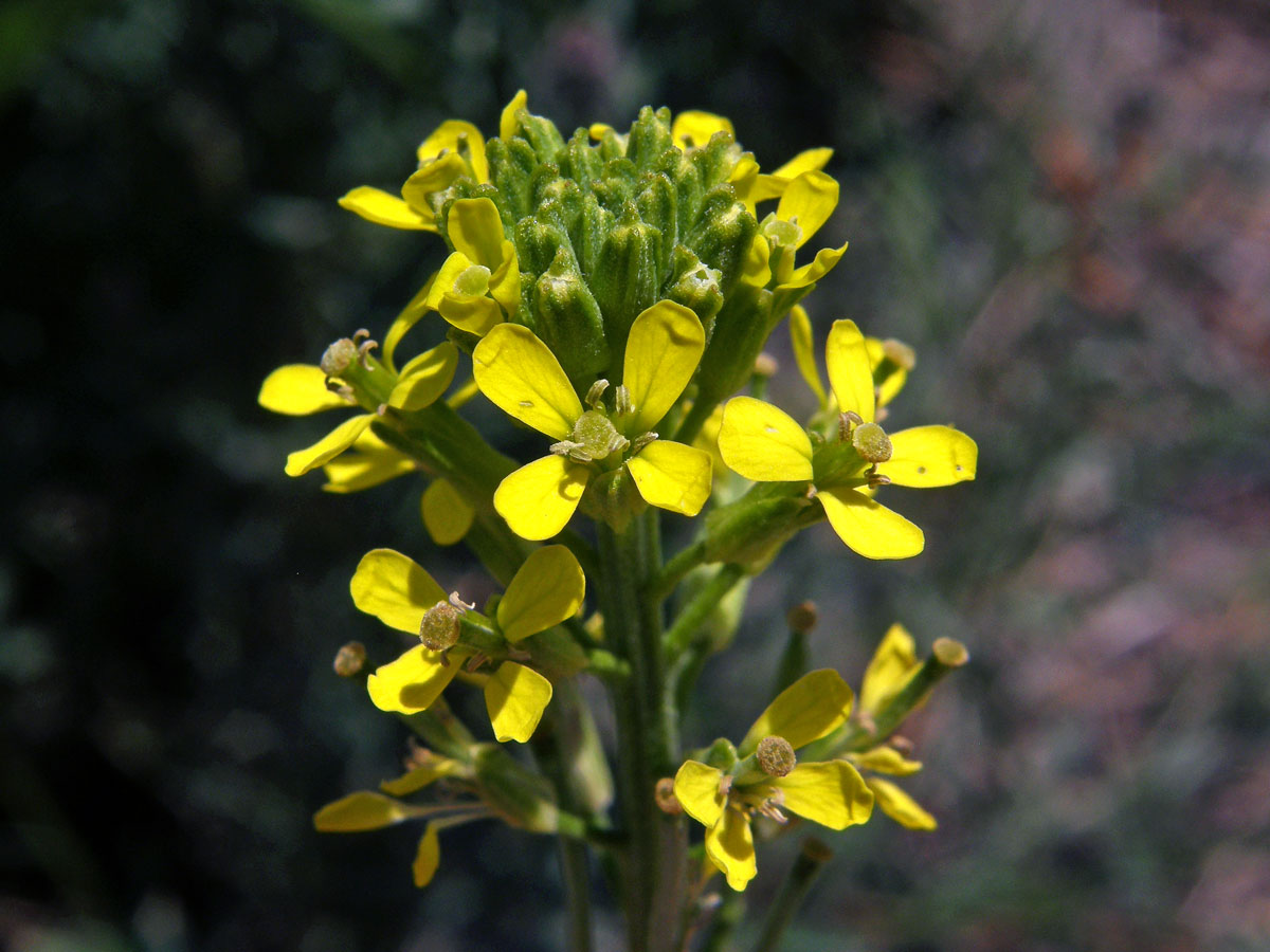 Trýzel tvrdý (Erysimum durum J. Presl & C. Presl)