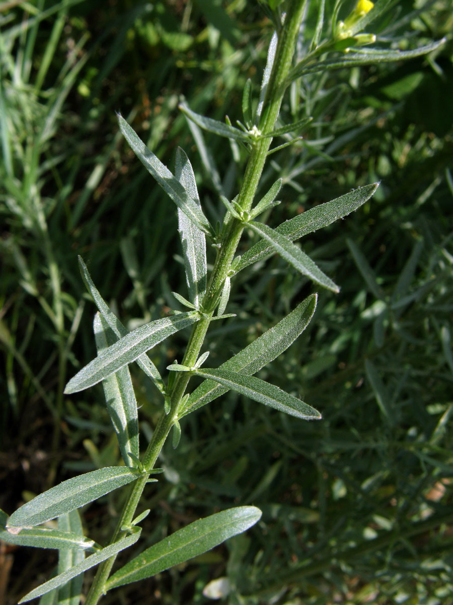 Trýzel tvrdý (Erysimum durum J. Presl & C. Presl)