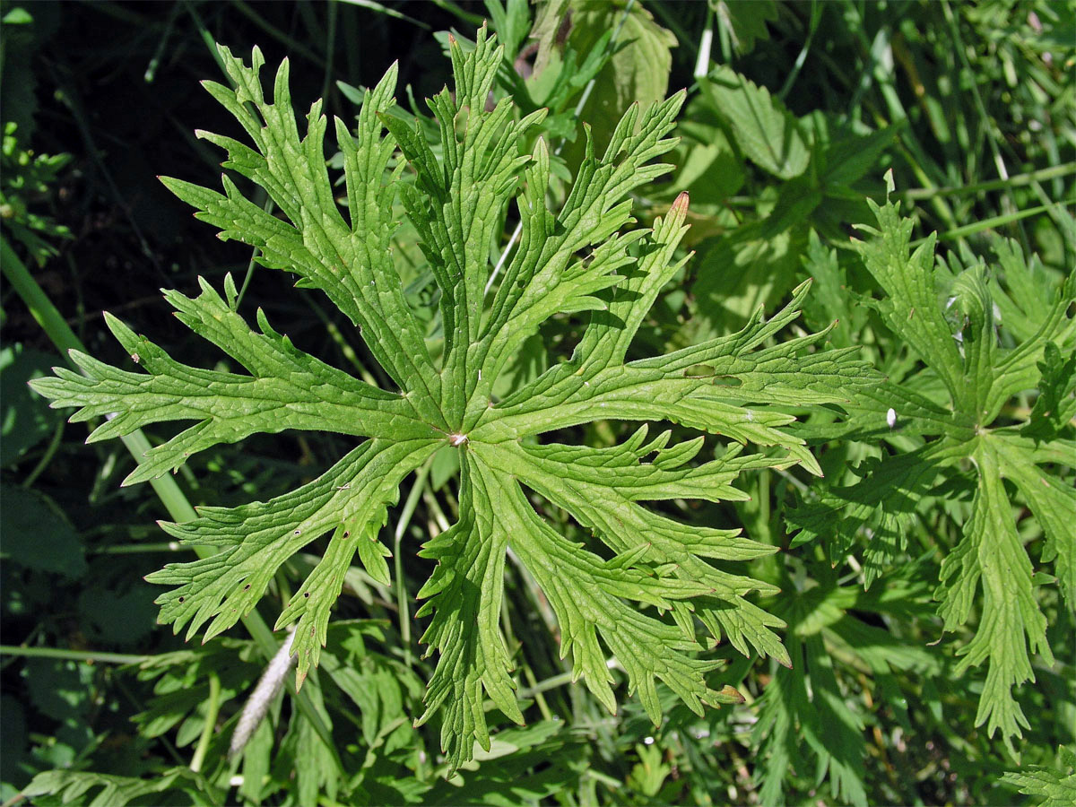 Kakost luční (Geranium pratense L.)