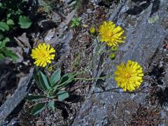 Jestřábník bledý (Hieracium schmidtii Tausch)