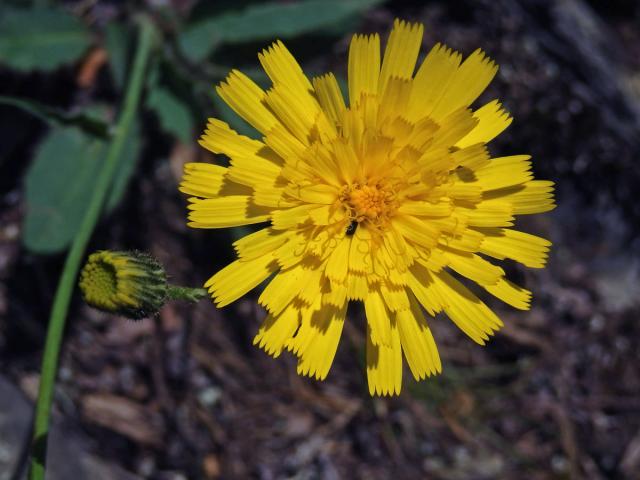 Jestřábník bledý (Hieracium schmidtii Tausch)