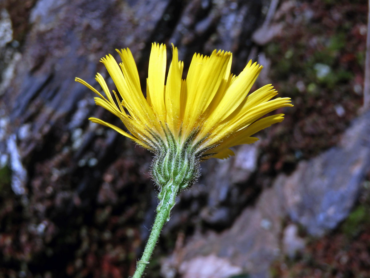 Jestřábník bledý (Hieracium schmidtii Tausch)