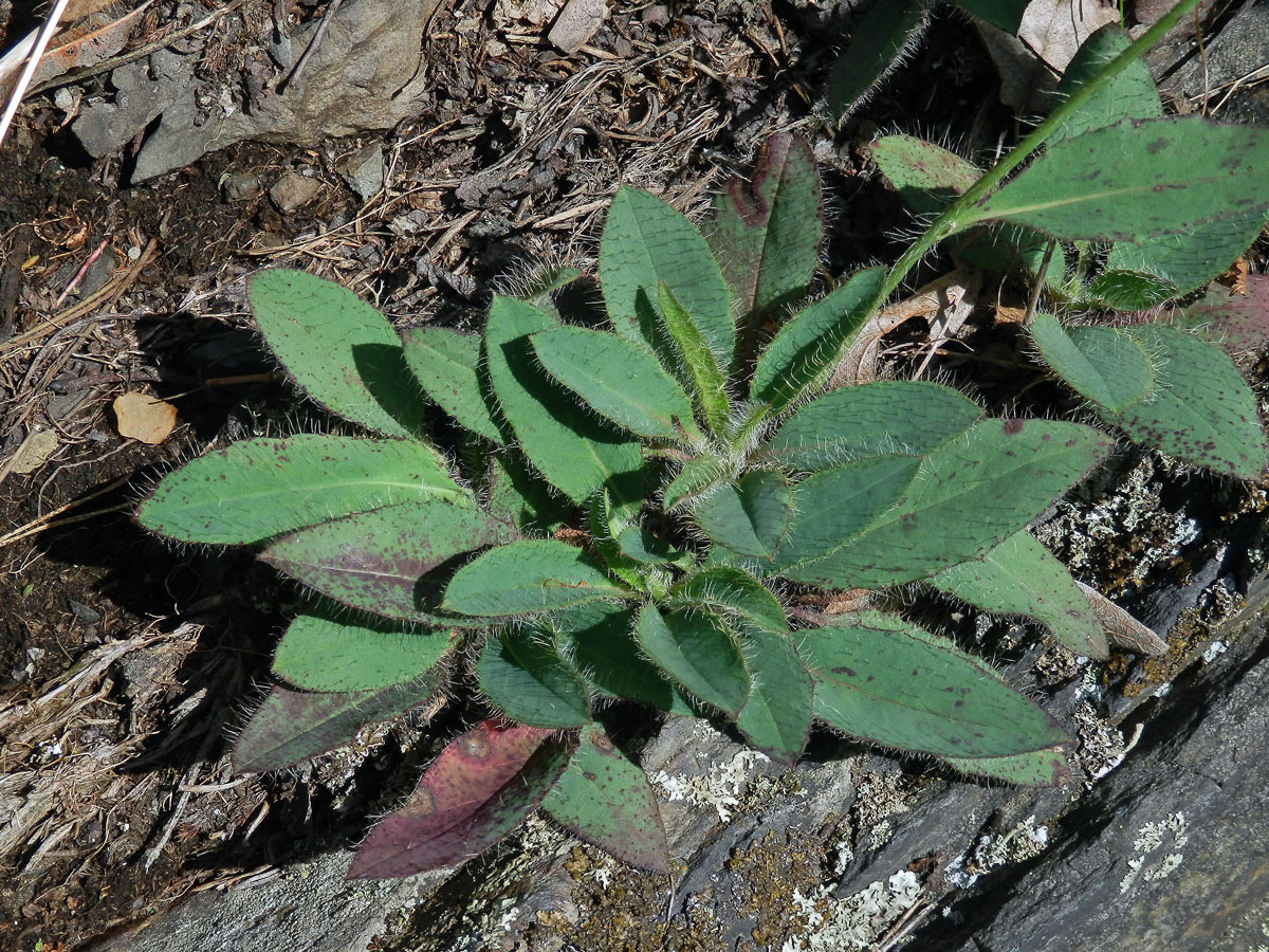 Jestřábník bledý (Hieracium schmidtii Tausch)