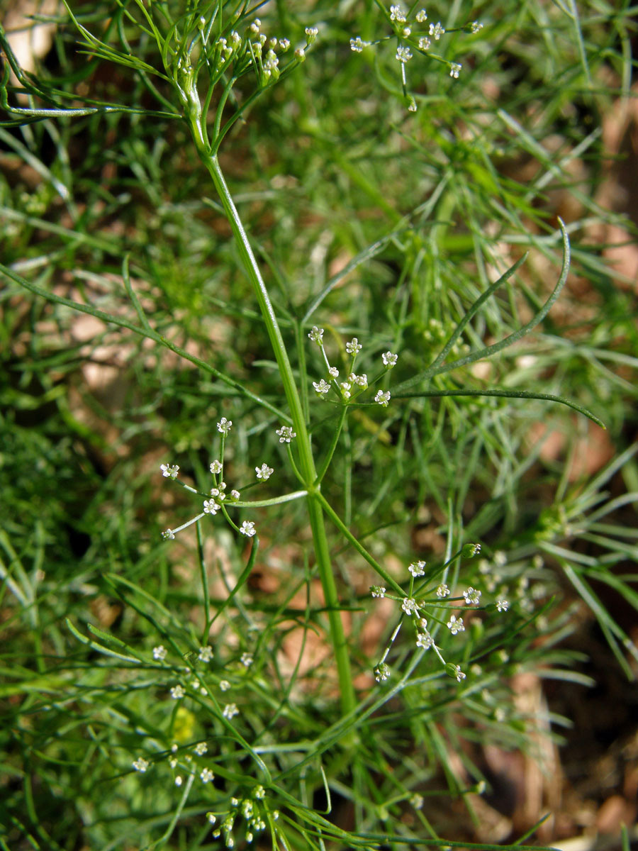 Ciclospermum leptophyllum (Pers.) Sprague