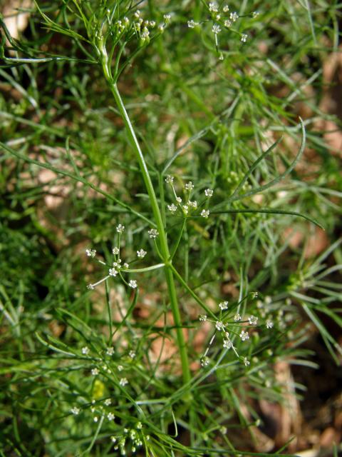 Ciclospermum leptophyllum (Pers.) Sprague