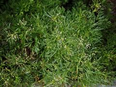 Ciclospermum leptophyllum (Pers.) Sprague