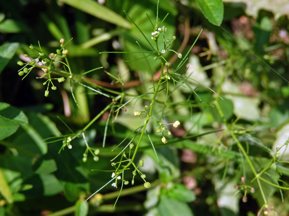 Ciclospermum leptophyllum (Pers.) Sprague