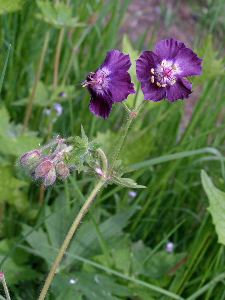 Kakost hnědočervený (Geranium phaeum L.)