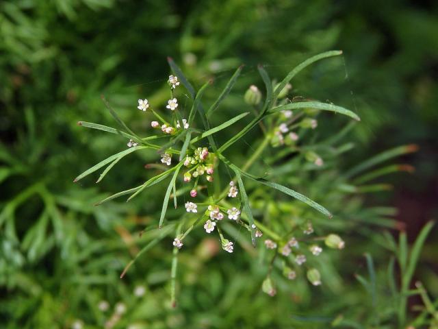 Ciclospermum leptophyllum (Pers.) Sprague