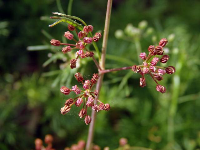 Ciclospermum leptophyllum (Pers.) Sprague