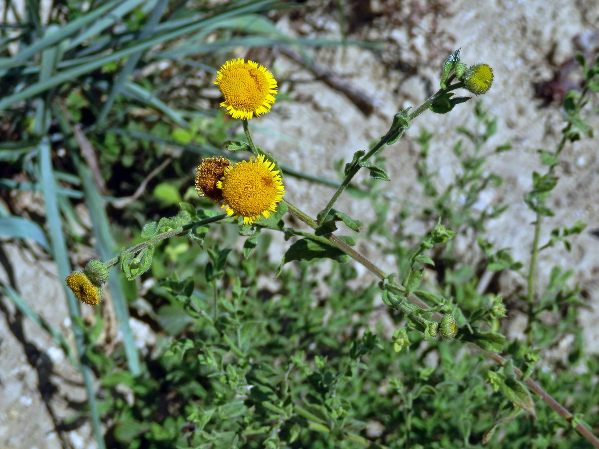 Blešník obecný (Pulicaria vulgaris Gaertn.)