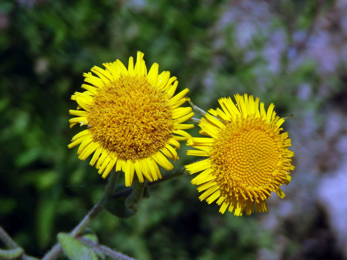 Blešník obecný (Pulicaria vulgaris Gaertn.)