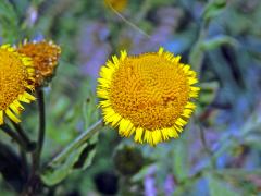 Blešník obecný (Pulicaria vulgaris Gaertn.)