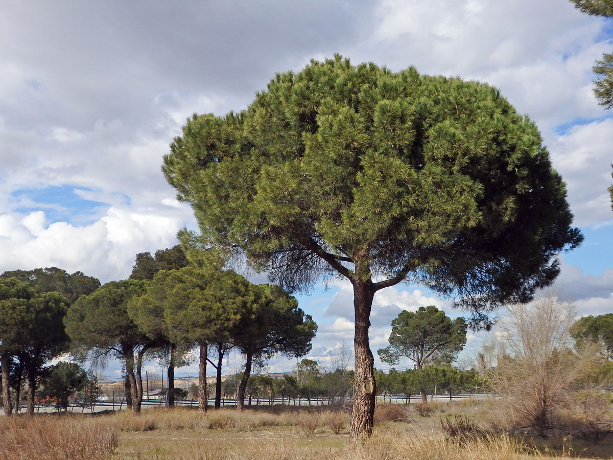 Borovice pinie (Pinus pinea L.)