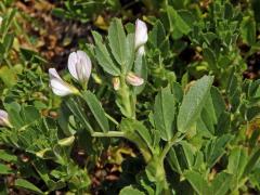 Jehlice dvoukvětá (Ononis biflora Desf.)
