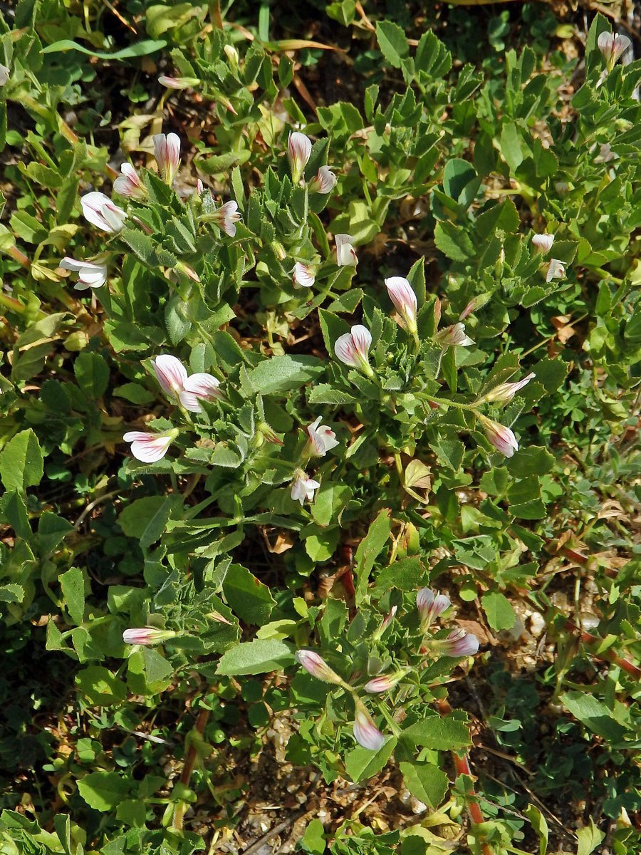 Jehlice dvoukvětá (Ononis biflora Desf.)