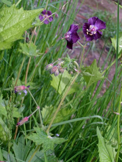 Kakost hnědočervený (Geranium phaeum L.)