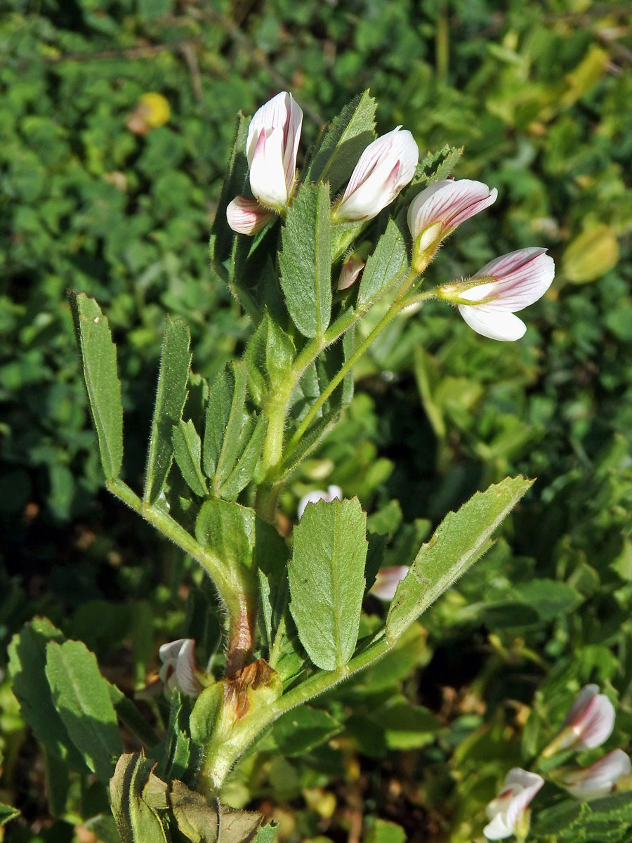 Jehlice dvoukvětá (Ononis biflora Desf.)