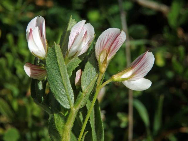 Jehlice dvoukvětá (Ononis biflora Desf.)