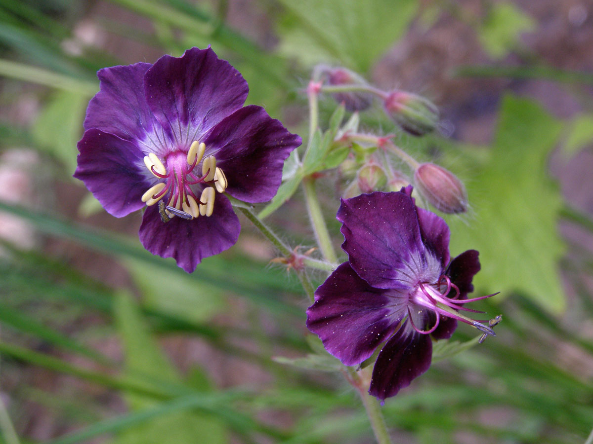 Kakost hnědočervený (Geranium phaeum L.)