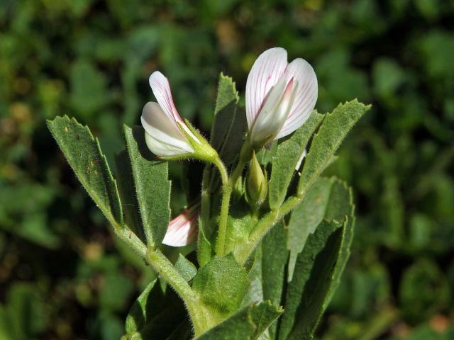 Jehlice dvoukvětá (Ononis biflora Desf.)