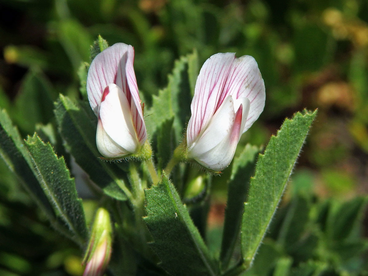 Jehlice dvoukvětá (Ononis biflora Desf.)