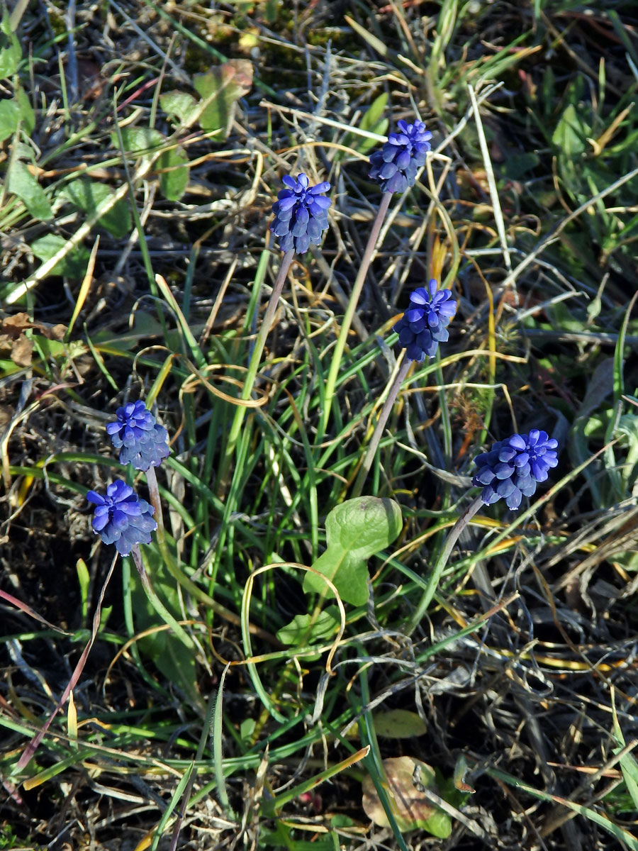 Modřenec hroznatý (Muscari neglectum Guss. ex Ten.)