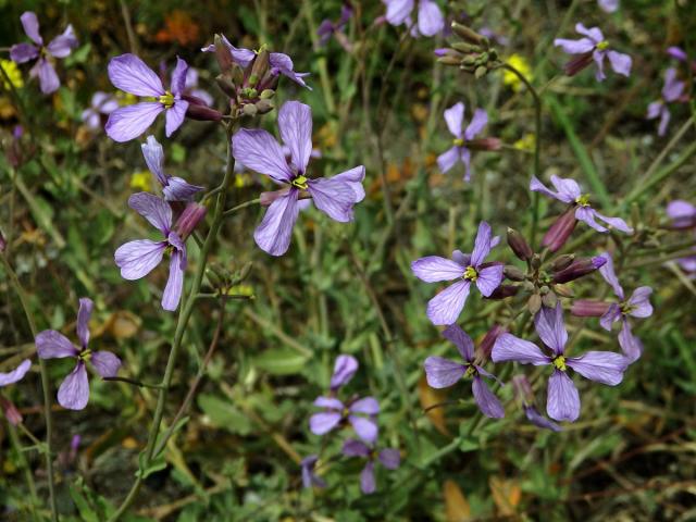 Moricandia arvensis (L.) DC.