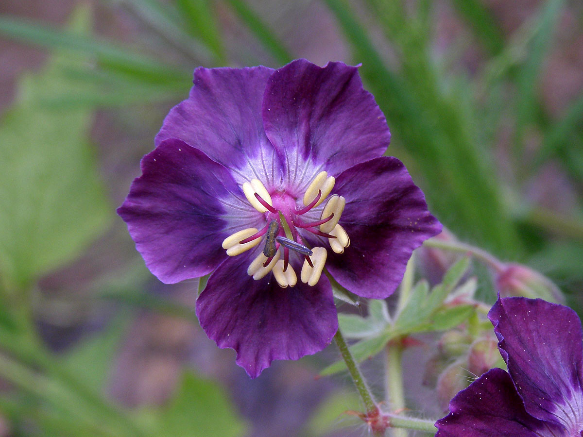 Kakost hnědočervený (Geranium phaeum L.)