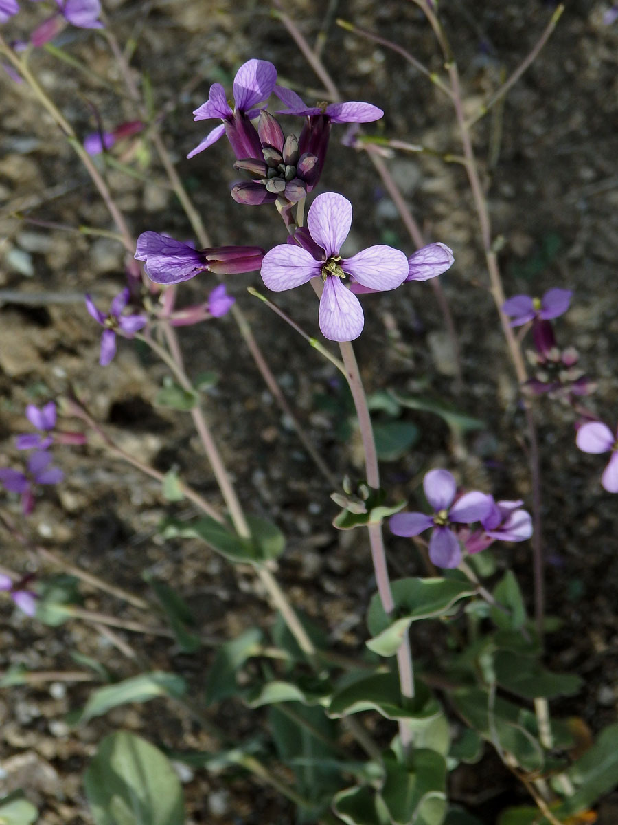 Moricandia arvensis (L.) DC.