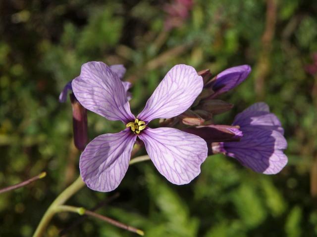 Moricandia arvensis (L.) DC.