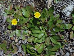 Smetánka (Taraxacum obovatum (Willd.) DC.)