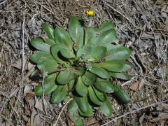 Taraxacum obovatum (Willd.) DC.