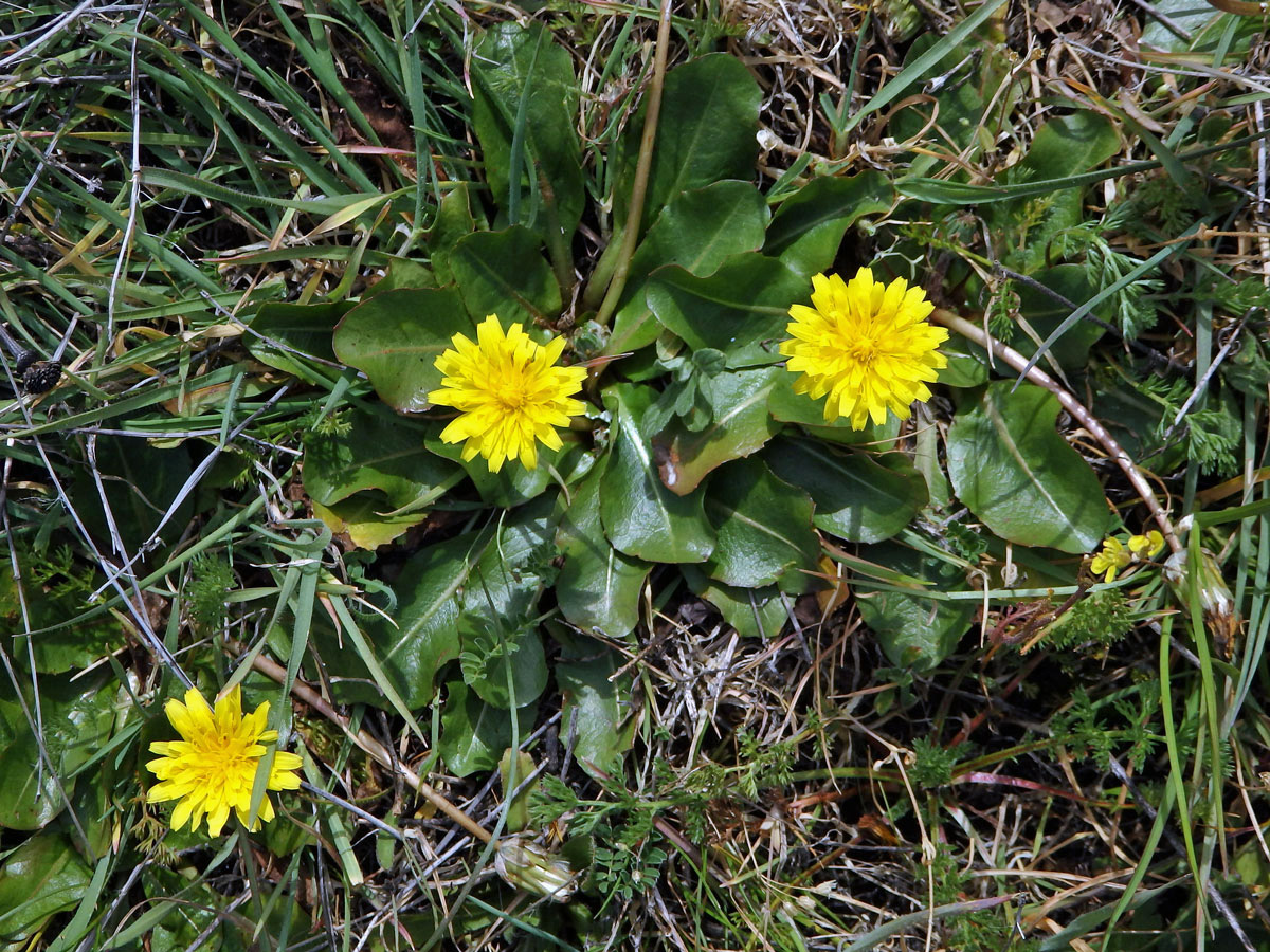 Taraxacum obovatum (Willd.) DC.