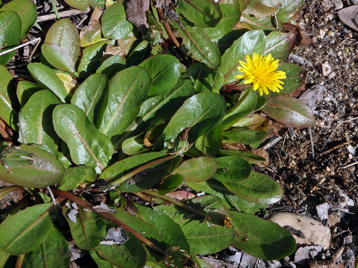 Taraxacum obovatum (Willd.) DC.