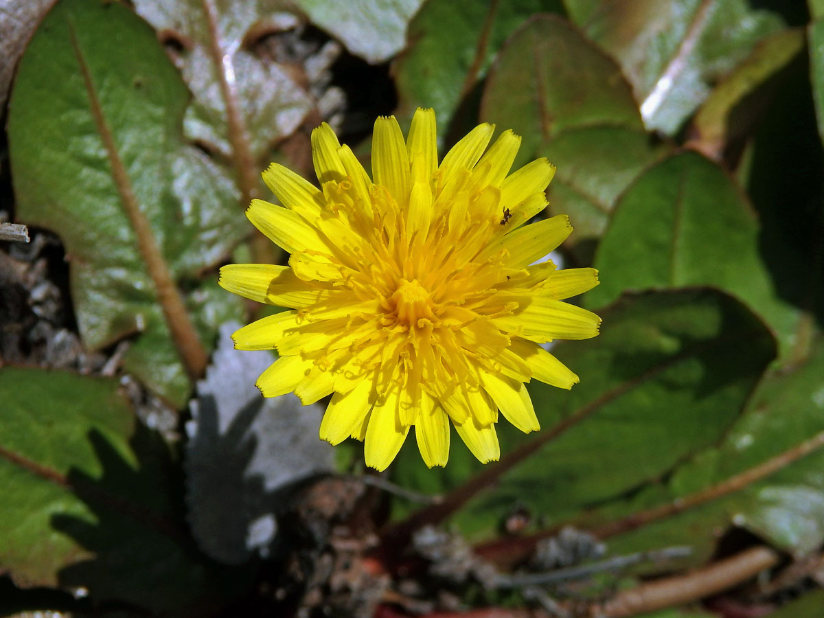 Taraxacum obovatum (Willd.) DC.