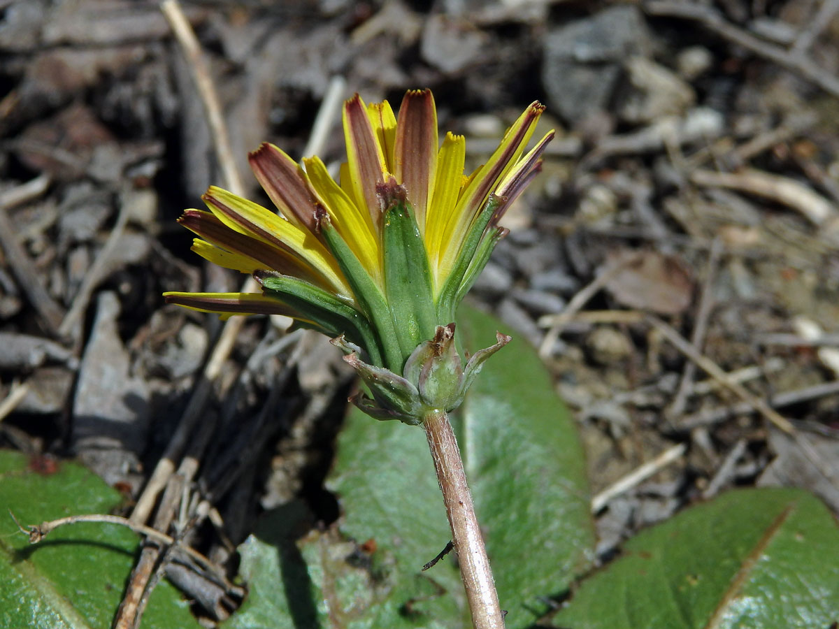 Taraxacum obovatum (Willd.) DC.