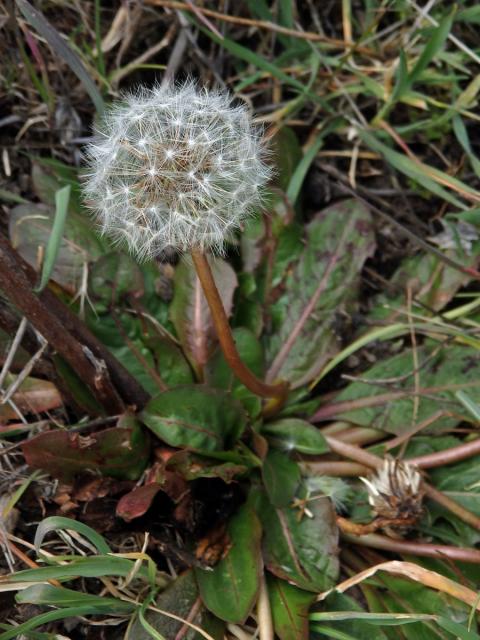 Taraxacum obovatum (Willd.) DC.