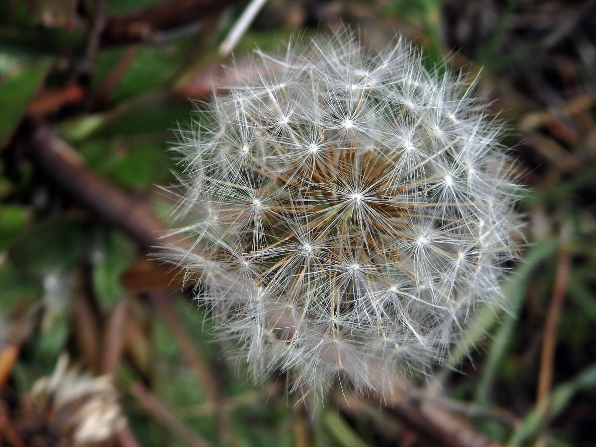 Taraxacum obovatum (Willd.) DC.