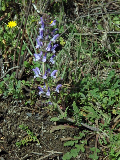 Šalvěj sporýšová (Salvia verbenaca L.)