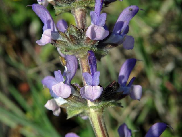 Šalvěj sporýšová (Salvia verbenaca L.)