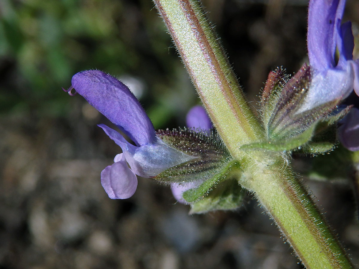 Šalvěj sporýšová (Salvia verbenaca L.)